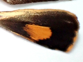 Langmaid's Yellow Underwing